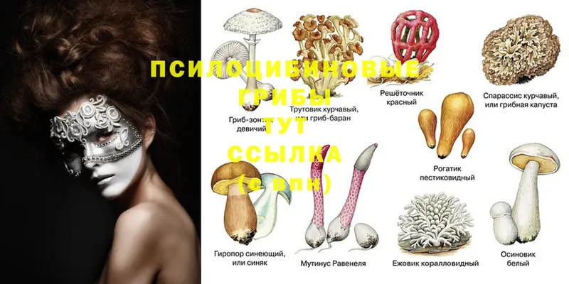 Галлюциногенные грибы Cubensis  Астрахань 